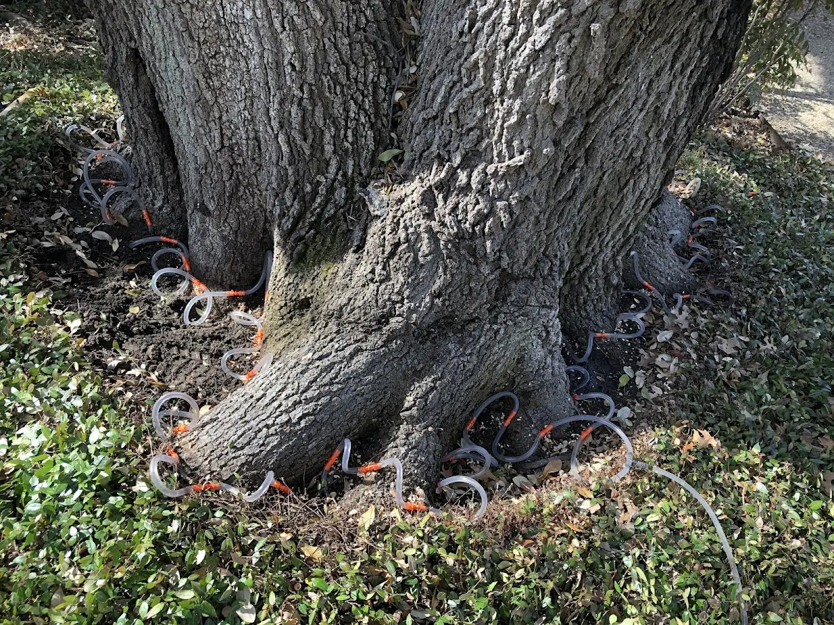 Detailed Tree Cabling and Bracing job site in Solana Beach