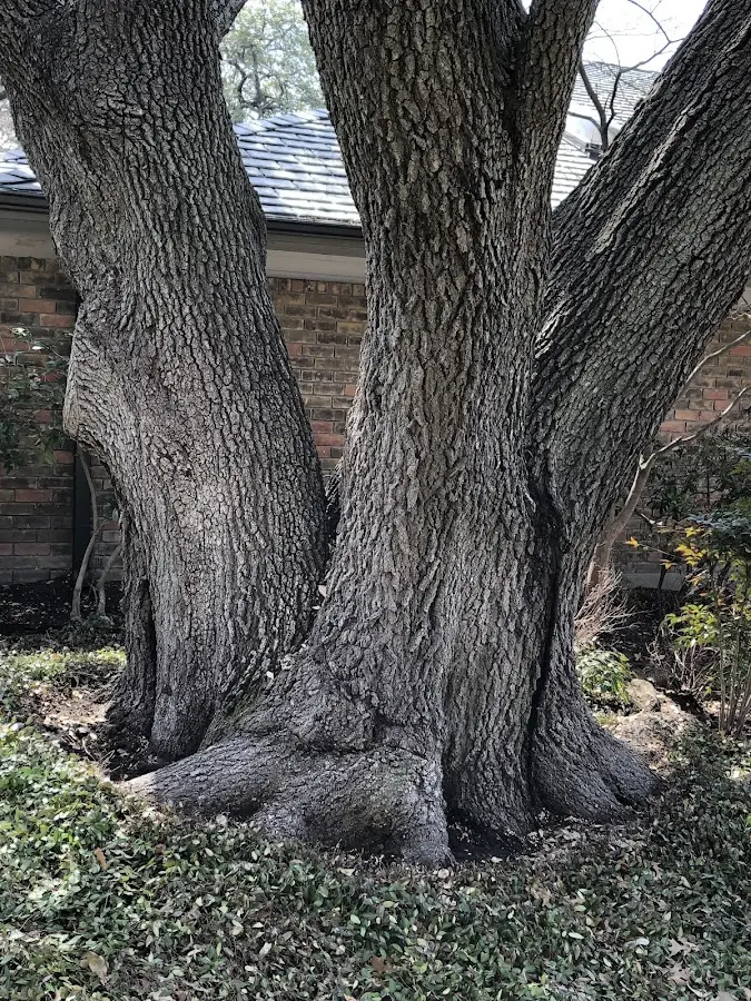 Mature heritage tree close to a Solana Beach property cared for by certified arborists